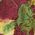 Color Swatch - Floral