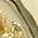 Color Swatch - Gold
