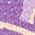 Color Swatch - Purple