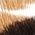 Color Swatch - Animal