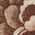 Color Swatch - Brown