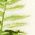 Color Swatch - Green
