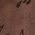 Color Swatch - Brown