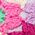 Color Swatch - Love Flower