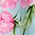 Color Swatch - Floral