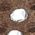 Color Swatch - Brown