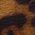 Color Swatch - Leopard
