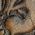 Color Swatch - Brown