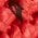 Color Swatch - Ruby Red
