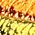 Color Swatch - Orange
