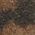 Color Swatch - Animal