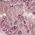 Color Swatch - Purple