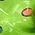 Color Swatch - Bright Green