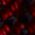 Color Swatch - Red
