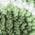 Color Swatch - Green
