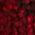 Color Swatch - Red