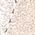Color Swatch - Tan