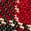 Color Swatch - Red