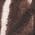 Color Swatch - Animal