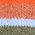 Color Swatch - Canteen