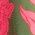 Color Swatch - Floral