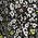 Color Swatch - Black
