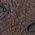 Color Swatch - Brown Tmoro