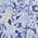 Color Swatch - Floral
