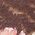 Color Swatch - Chocolate Roses