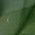 Color Swatch - Green
