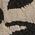 Color Swatch - Black