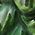Color Swatch - Green