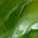 Color Swatch - Green