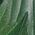 Color Swatch - Green