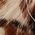 Color Swatch - Animal