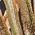 Color Swatch - Olive Tree