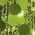 Color Swatch - Green