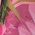 Color Swatch - Floral