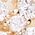 Color Swatch - Gold/CZ