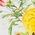 Color Swatch - Floral