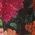 Color Swatch - Floral