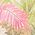 Color Swatch - Pink