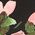 Color Swatch - Floral