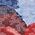 Color Swatch - Red