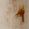 Color Swatch - Ivory