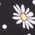 Color Swatch - Black Daisies