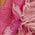 Color Swatch - Floral