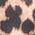Color Swatch - Animal Print