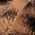 Color Swatch - Animal