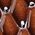 Color Swatch - Brown